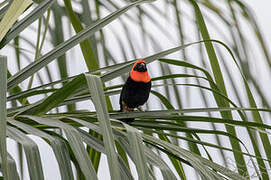 Black-winged Red Bishop