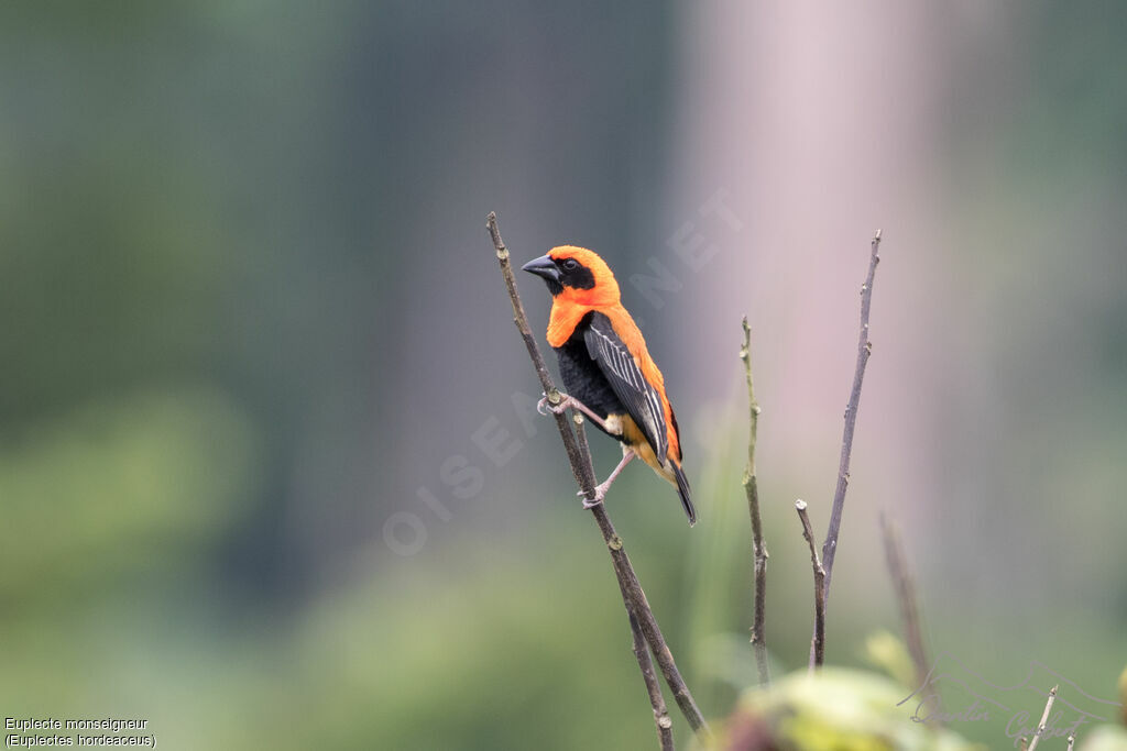 Black-winged Red Bishopadult breeding, identification