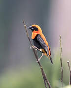 Black-winged Red Bishop