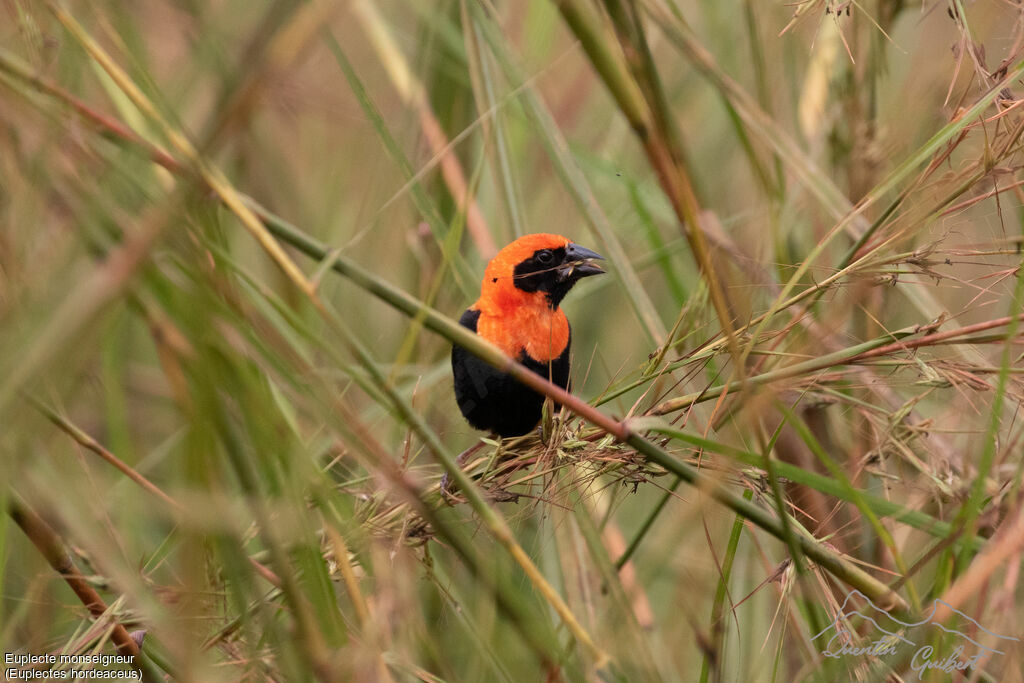 Black-winged Red Bishop