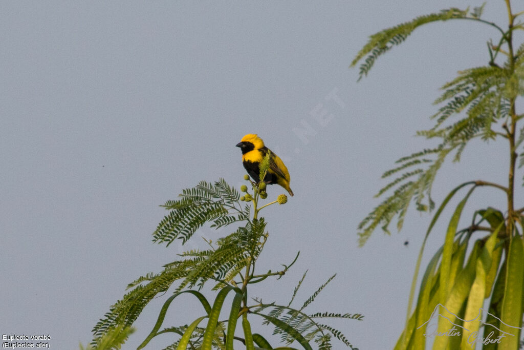 Yellow-crowned Bishop male adult breeding