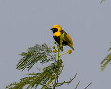 Yellow-crowned Bishop