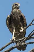 Brown Falcon