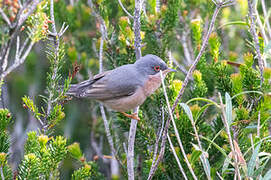 Moltoni's Warbler