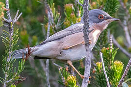 Moltoni's Warbler