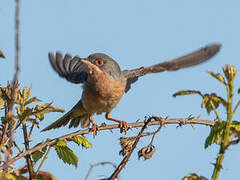 Moltoni's Warbler