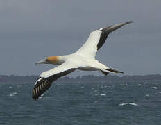 Australasian Gannet