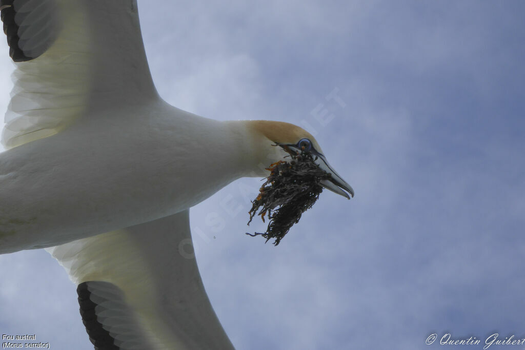 Australasian Gannetadult, Reproduction-nesting