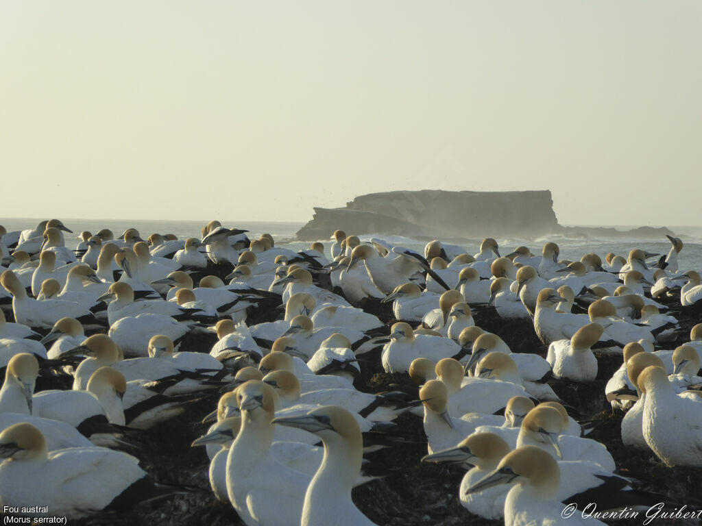 Australasian Gannet, habitat, Reproduction-nesting, colonial reprod.