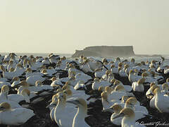 Australasian Gannet