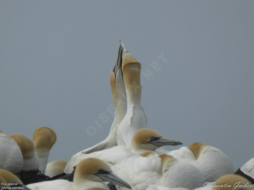 Australasian Gannetadult, courting display, Reproduction-nesting, song