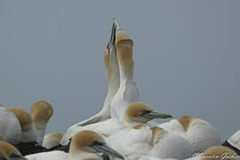 Australasian Gannet