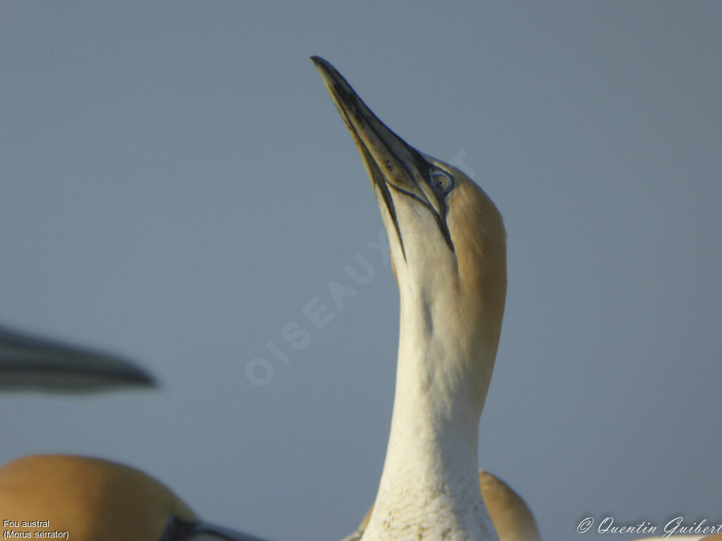 Australasian Gannetadult, identification, close-up portrait