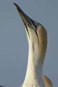 Australasian Gannet