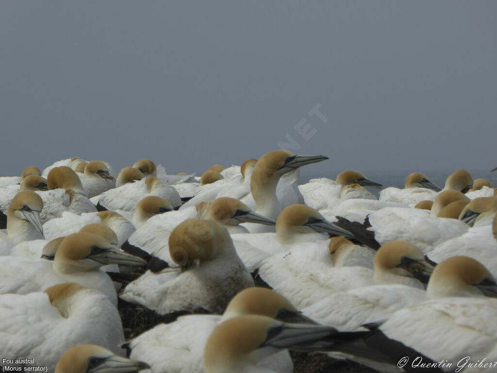 Australasian Gannet, Reproduction-nesting