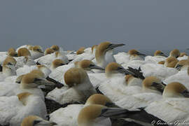 Australasian Gannet