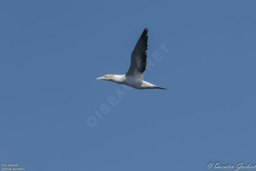 Australasian Gannetadult, Flight