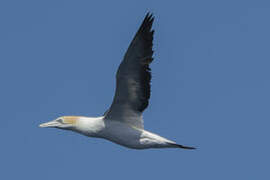 Australasian Gannet