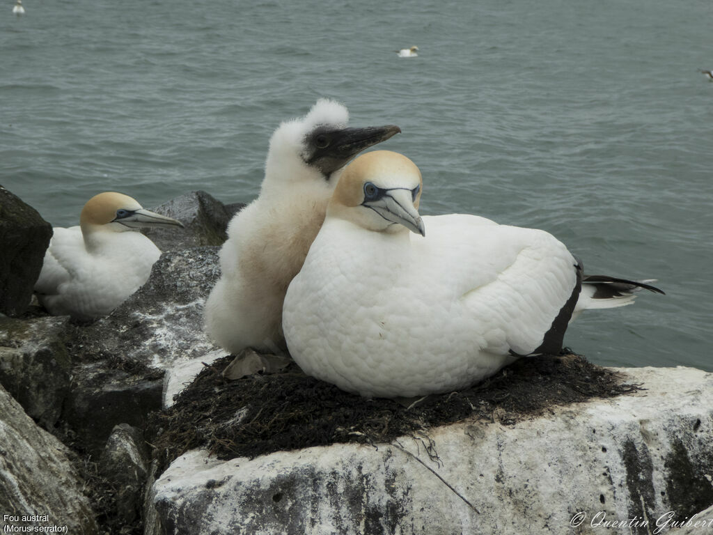 Australasian Gannet female Poussin, Reproduction-nesting