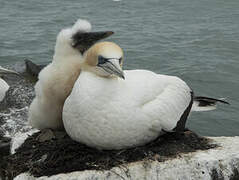 Australasian Gannet