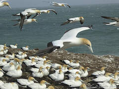 Australasian Gannet