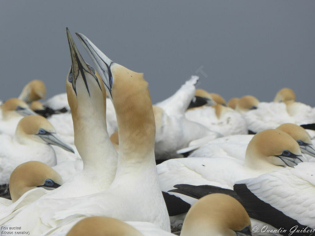 Australasian Gannetadult breeding, courting display, Reproduction-nesting, colonial reprod.