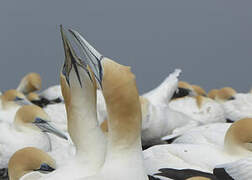 Australasian Gannet