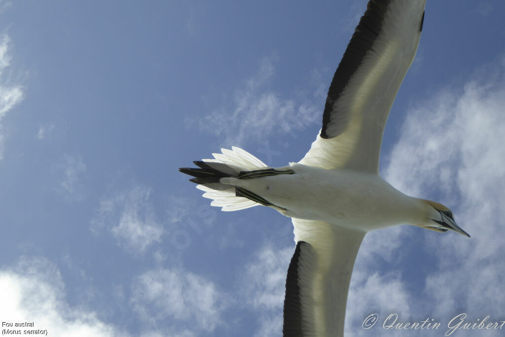 Australasian Gannetadult, Flight