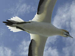 Australasian Gannet