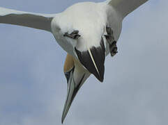 Australasian Gannet