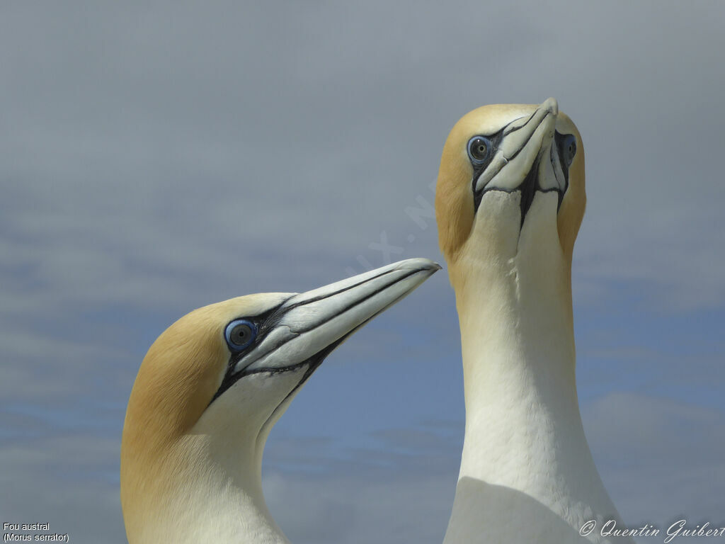 Australasian Gannetadult