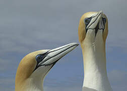 Australasian Gannet