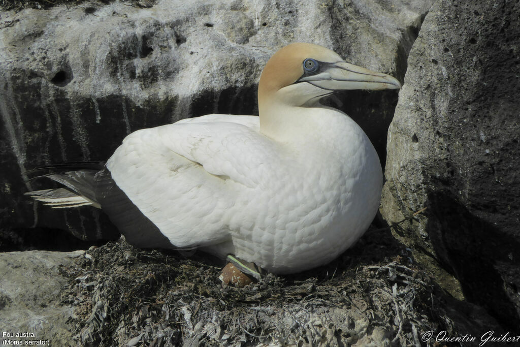 Australasian Gannetadult, Reproduction-nesting