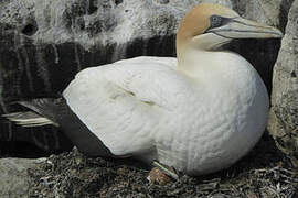 Australasian Gannet