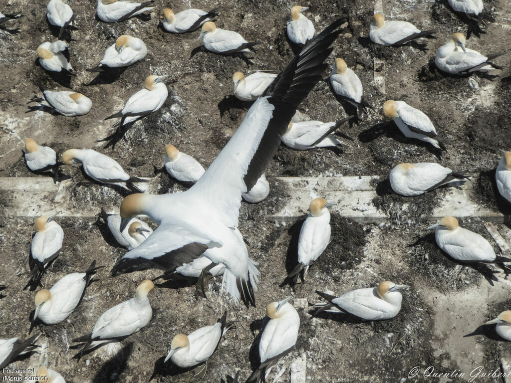 Australasian Gannet, habitat, Reproduction-nesting, colonial reprod.