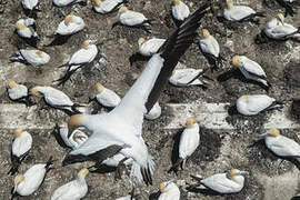 Australasian Gannet