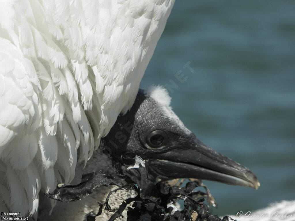 Fou australPoussin, portrait, Nidification