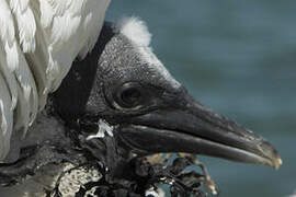 Australasian Gannet