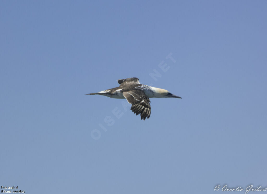 Australasian Gannetimmature, Flight