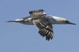 Australasian Gannet