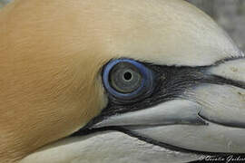 Australasian Gannet