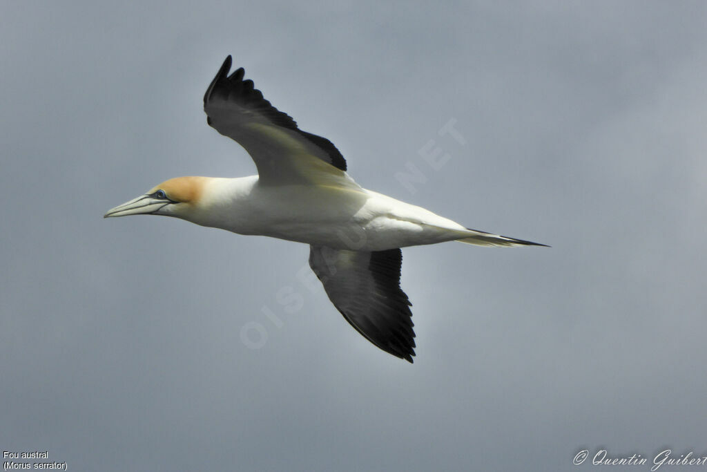 Australasian Gannetadult