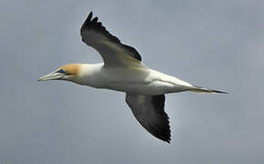 Australasian Gannet