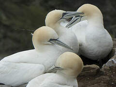 Northern Gannet