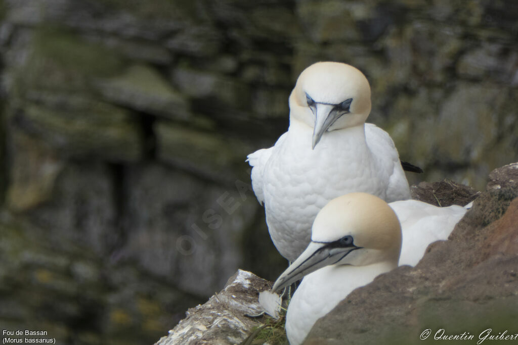 Fou de Bassanadulte nuptial, habitat, Nidification