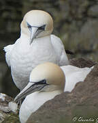 Northern Gannet