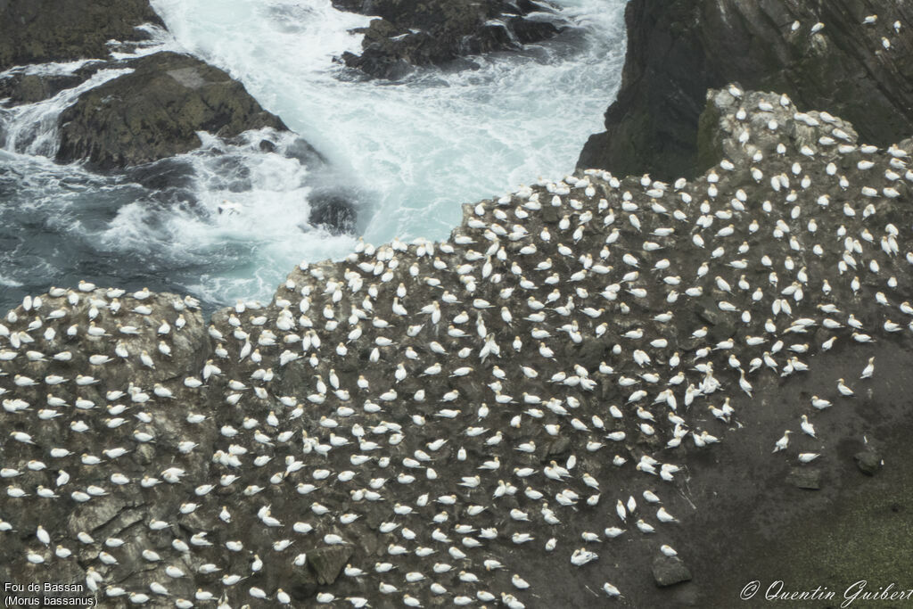 Northern Gannet, habitat, colonial reprod.