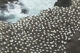 Northern Gannet