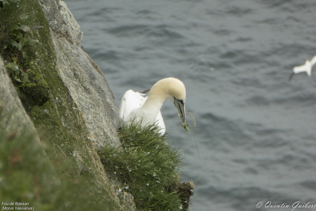 Northern Gannetadult, identification