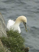 Northern Gannet